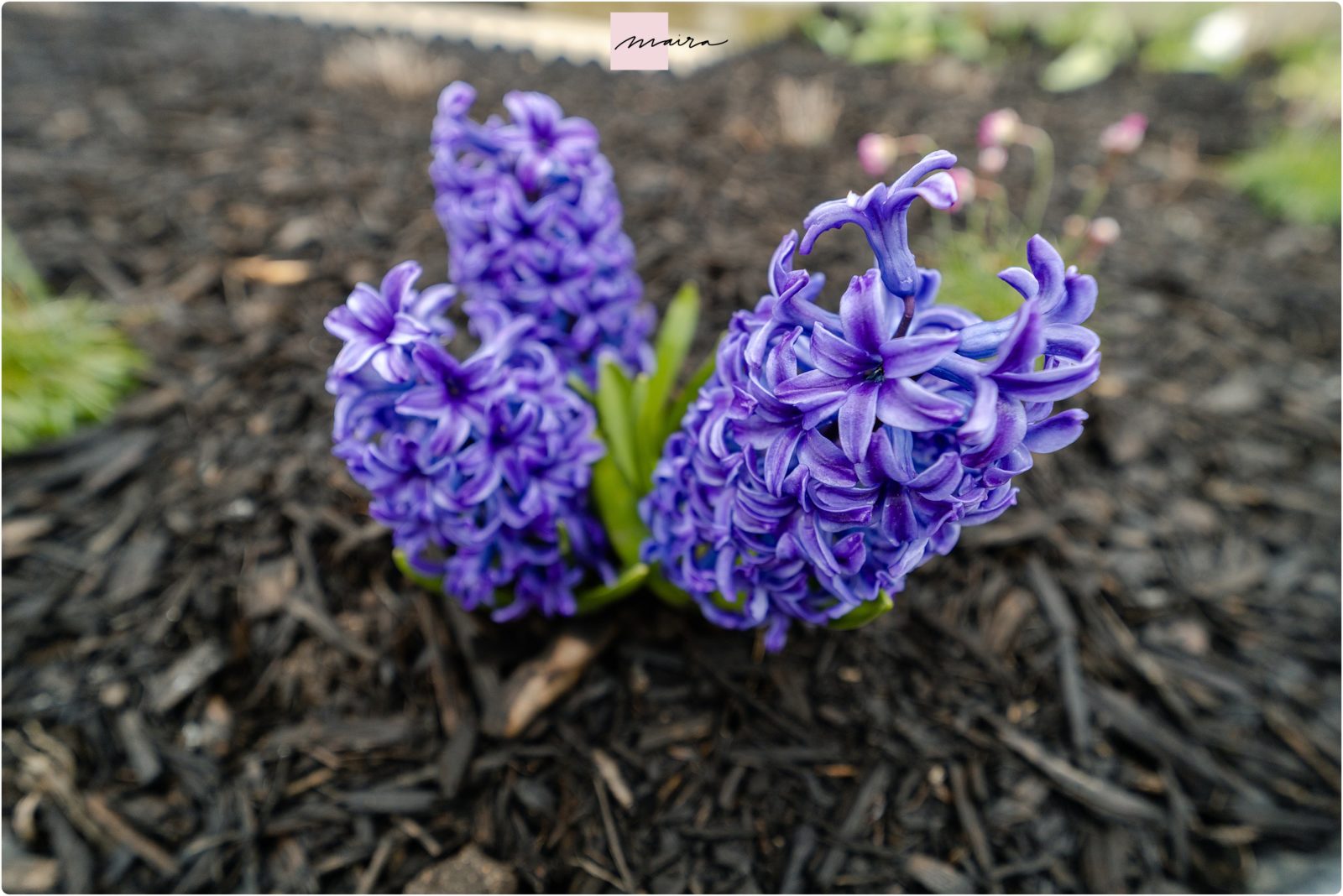 Perennials, Hyacinth, Daffodil, Dormant plants, before and after growth photos, Spring flowers, annabelle hydrangeas, Sage, Lavender, Bloodstone Thrift, bushes