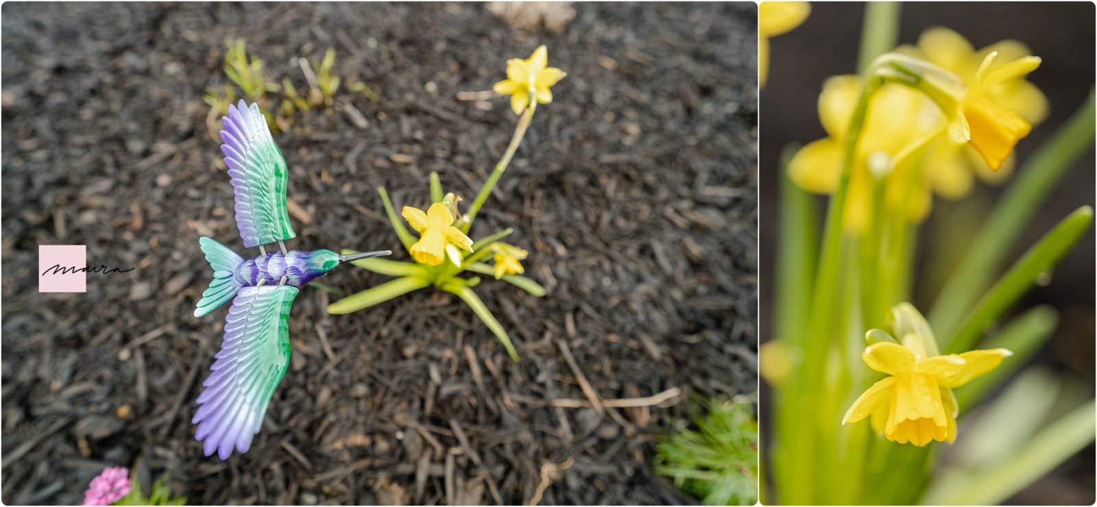 Perennials, Hyacinth, Daffodil, Dormant plants, before and after growth photos, Spring flowers, annabelle hydrangeas, Sage, Lavender, Bloodstone Thrift, bushes