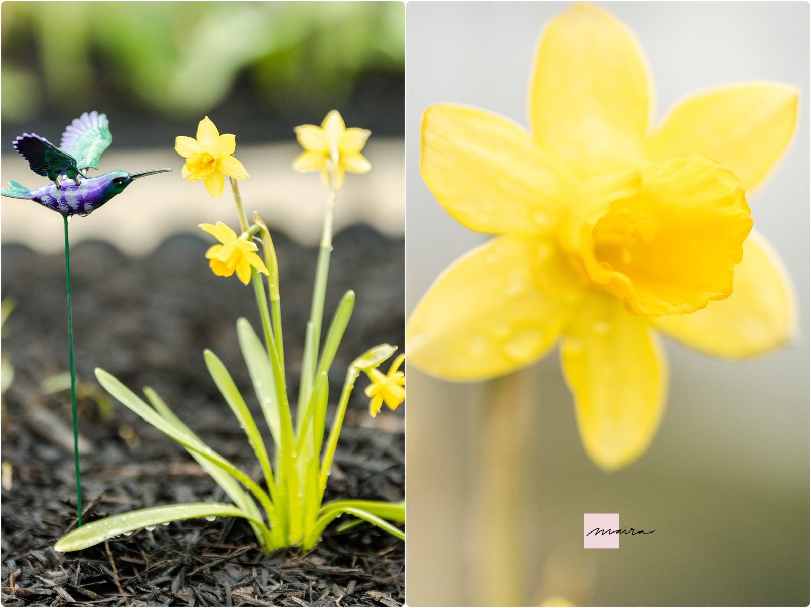 Perennials, Hyacinth, Daffodil, Dormant plnats, before and after growth photos, Spring flowers-2