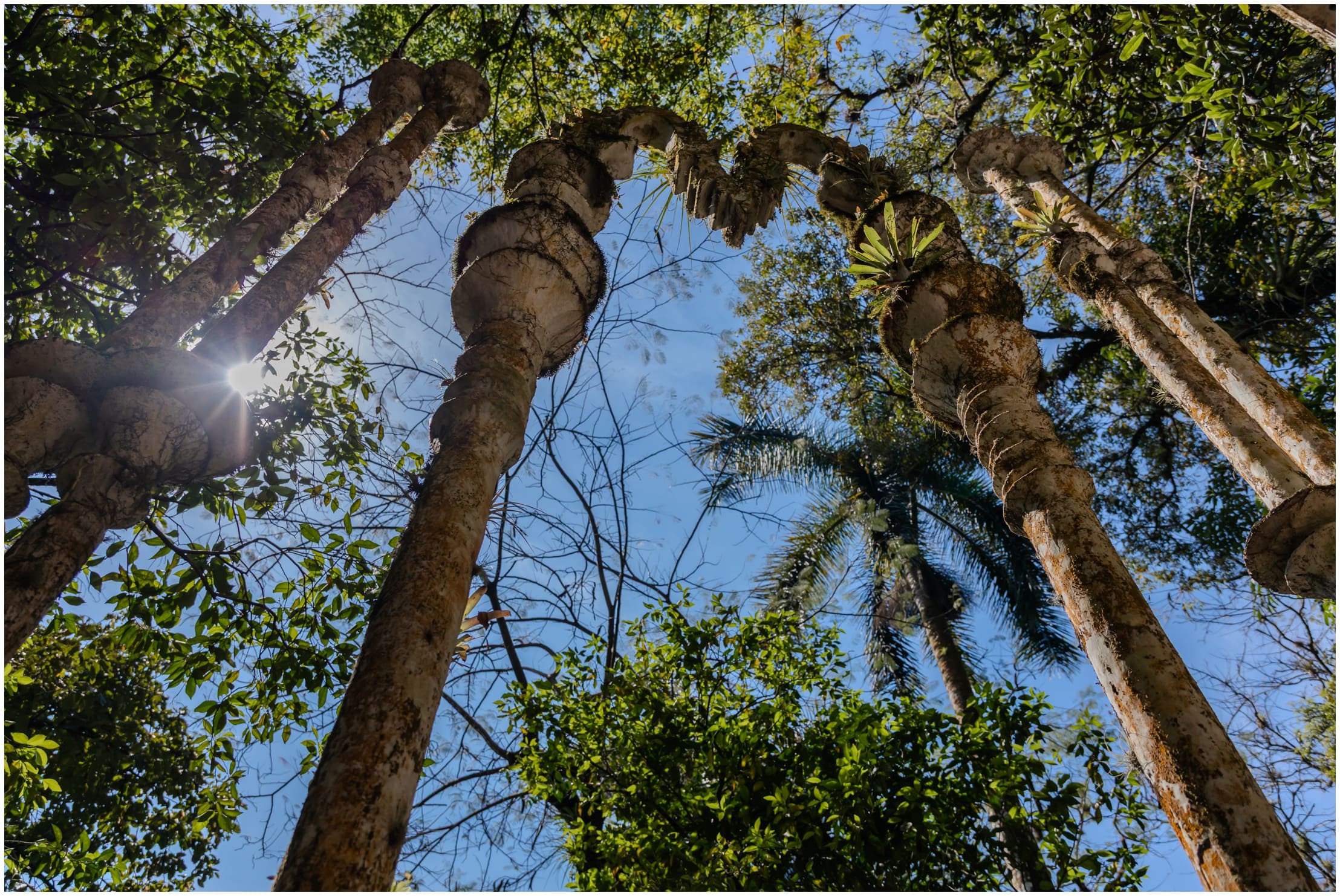 Surreal concrete sculptures and tropical plants at Las Pozas, Huasteca Potosina